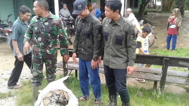 Warga Aceh Tangkap Ular Piton 7 Meter Seberat 100 Kg