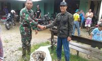 Warga Aceh Tangkap Ular Piton 7 Meter Seberat 100 Kg