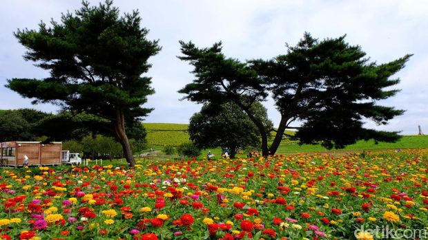 Kebun bunga ini cantik sekali (Rachman/detikTravel)