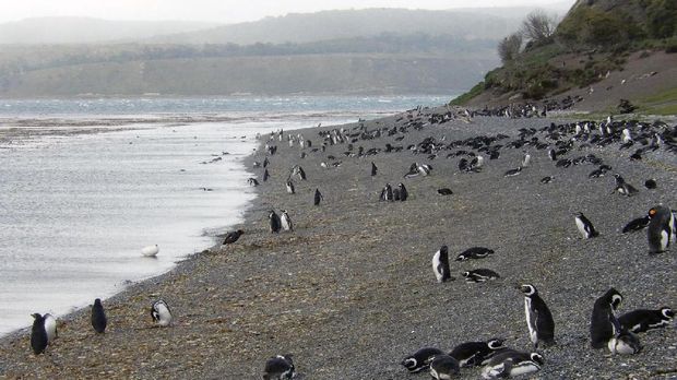 Penguin liar di Isla Martillo (Shafik Meghji/BBC)
