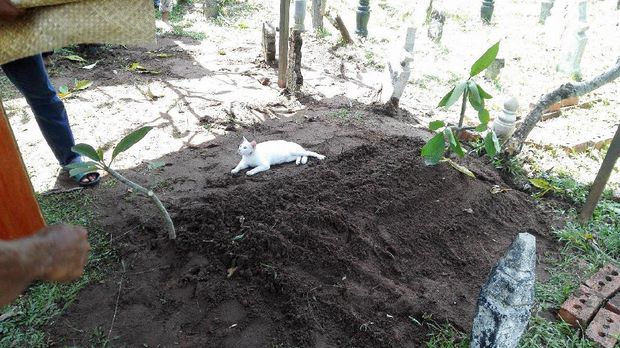 Kucing tidak mau tinggalkan makam pemiliknya / 