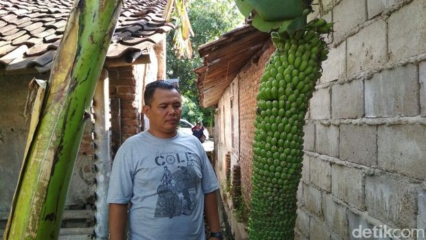 Aneh Tapi Nyata, Ini Pohon Pisang Berbuah Seribu di Cirebon