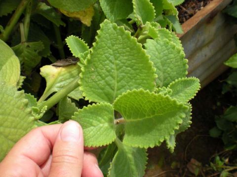 Daun bangun-bangun untuk memperlancar ASI/
