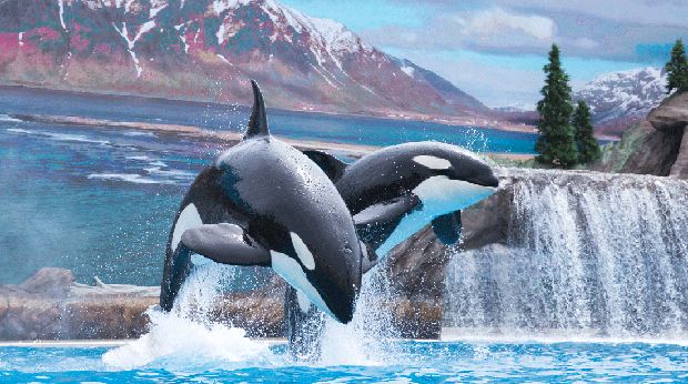 Pertunjukan Paus Orca di Seaworld San Diego