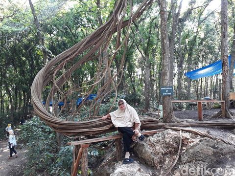 Pengunjung berswafoto di salah satu akar pohon trinil/
