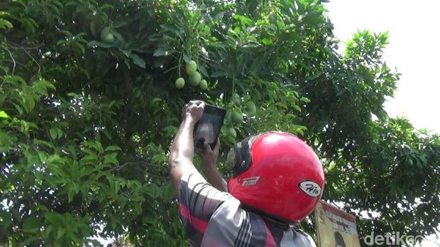 Aneh, Pohon Mangga di Kota Probolinggo ini Berbuah Mengkudu