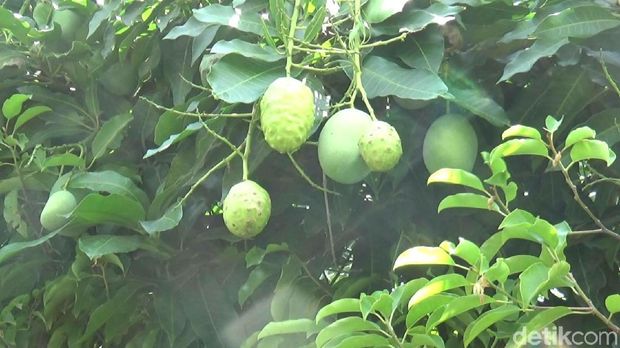 Aneh, Pohon Mangga di Kota Probolinggo ini Berbuah Mengkudu