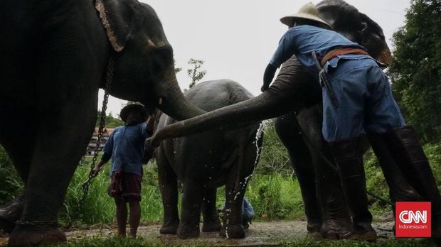 Hidup Berdampingan dengan Gajah di Resor Mewah
