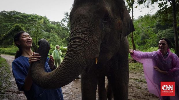 Hidup Berdampingan dengan Gajah di Resor Mewah