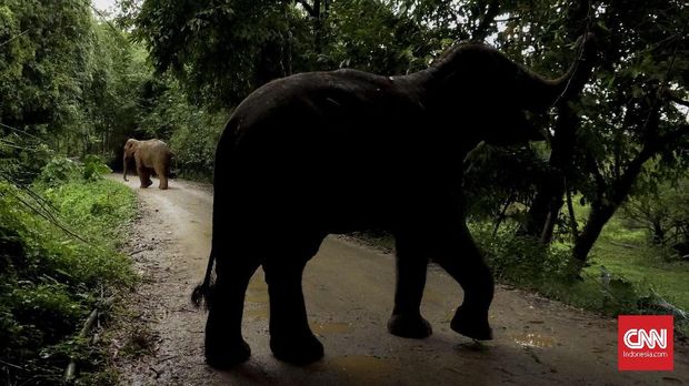 Hidup Berdampingan dengan Gajah di Resor Mewah