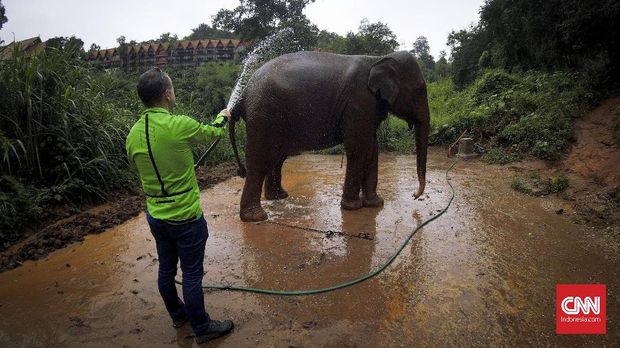 Hidup Berdampingan dengan Gajah di Resor Mewah