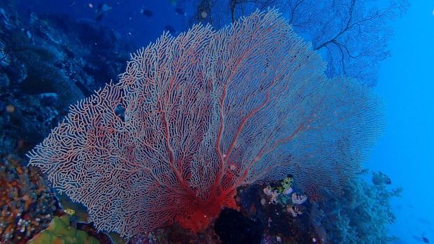 'Olesio' Banggai Laut
