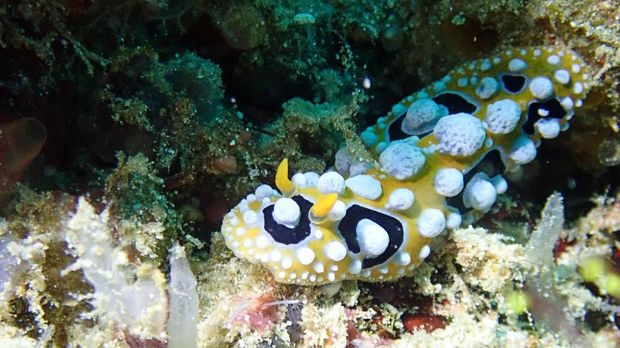'Olesio' Banggai Laut
