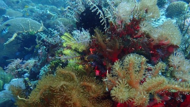 'Olesio' Banggai Laut