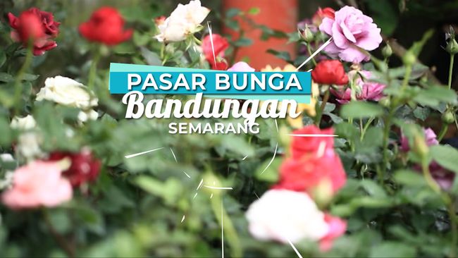 Keren Jual Tanaman  Hias Bandungan Bunga Hias