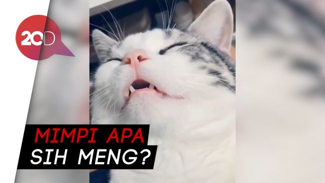 Cuanet Sih Kucing Ini Tidurnya Ngigau