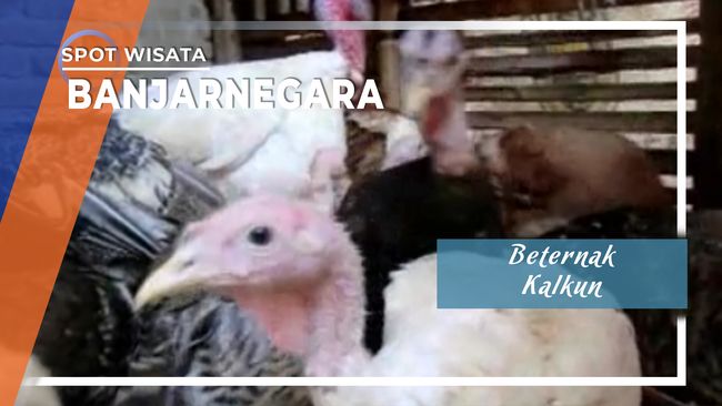 Peternakan Kalkun Banjarnegara