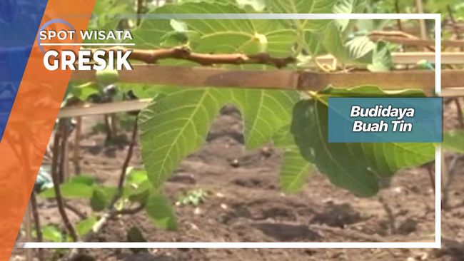 Budidaya Buah Tin Gresik