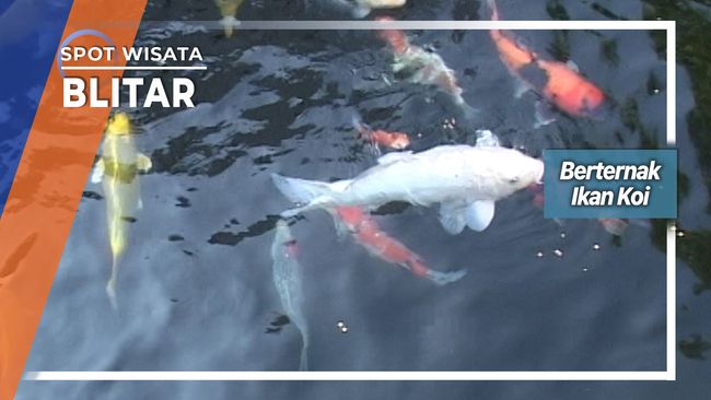 Budidaya Ikan Koi Kecamatan Nglegok Blitar