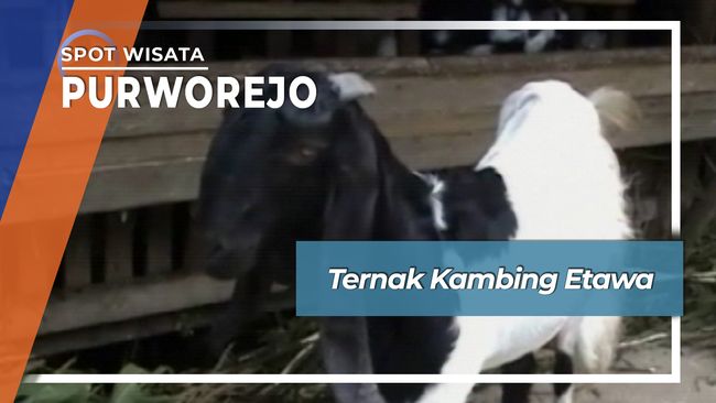 Ternak Kambing Etawa Purworejo