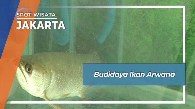 Budidaya Ikan Arwana Bogor