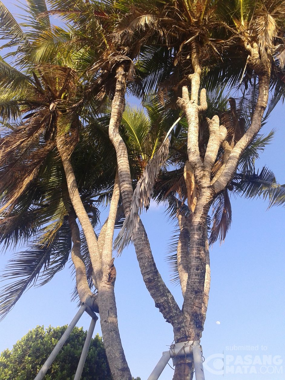 Wow Ada Pohon Kelapa Unik di Kuta Bali YangUnik 