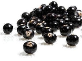 Manfaat Hebat si Acai Berry Manfaat Hebat si Acai Berry