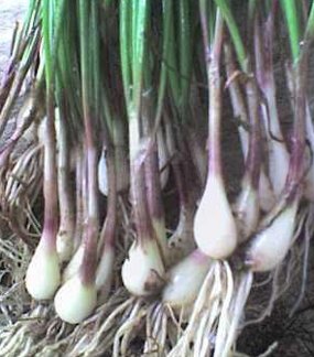 Kenalan dengan Bawang Batak Yuk! Kenalan dengan Bawang Batak Yuk!