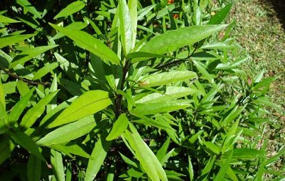 Herbal: Gandarusa Herbal: Gandarusa