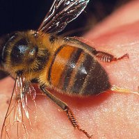 Menghindari Sengatan Lebah yang Berakibat Fatal