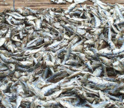 Mengoreng Ikan Teri Asin Mengoreng Ikan Teri Asin