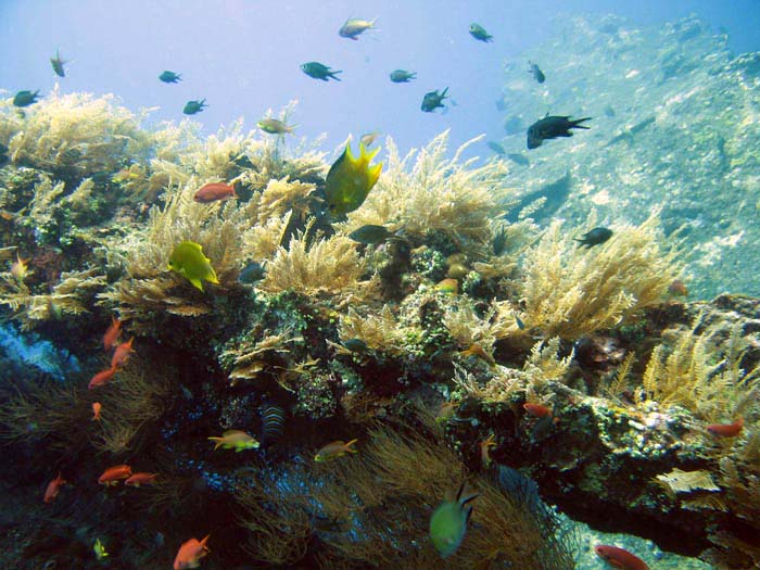 Kehidupan Bawah Laut Tulamben 5 Kehidupan Bawah Laut Tulamben 5