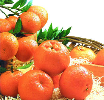 Jeruk Lokam, Buah Wajib Saat Imlek Jeruk Lokam, Buah Wajib Saat Imlek