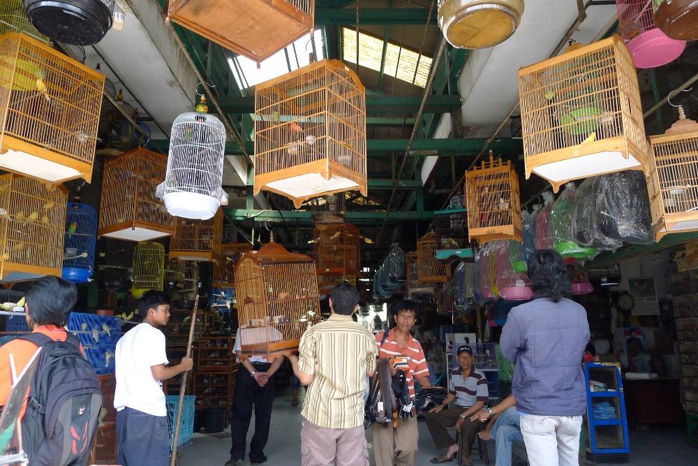 Ramainya Pasar  Burung  di Jalan Pramuka  Jakarta