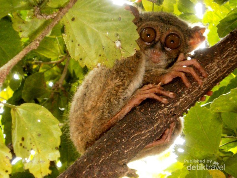 Jepret Tarsius  pun Melotot