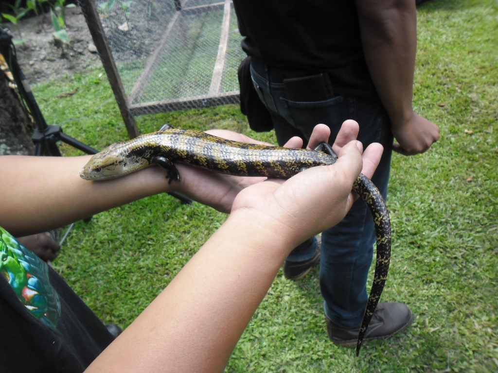 Hii! Kadal Lidah Biru Ini Ditakuti Masyarakat Papua