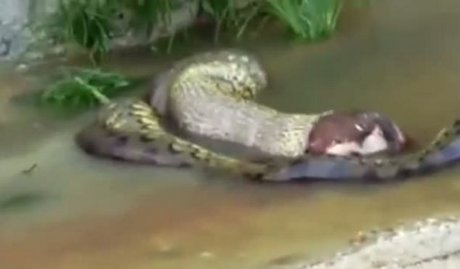 video ular anaconda memuntahkan lagi seekor sapi