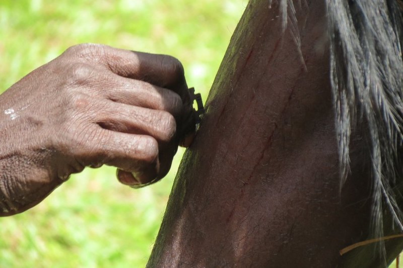 Darah Manusia dan Pembuatan Tifa Papua