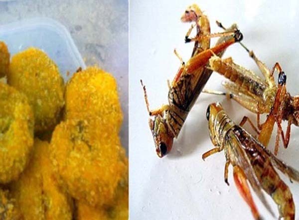 Mau Cicip Nugget Belalang yang Gurih Kaya Protein ? Mau Cicip Nugget Belalang yang Gurih Kaya Protein ?