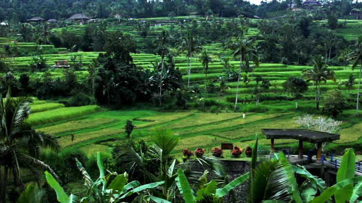 Selain Ubud Ini Area Sawah di Bali  yang Tak Kalah Cantik