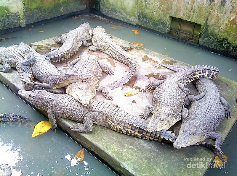 Foto Tempat Tidur Putri Raja  Holidays OO