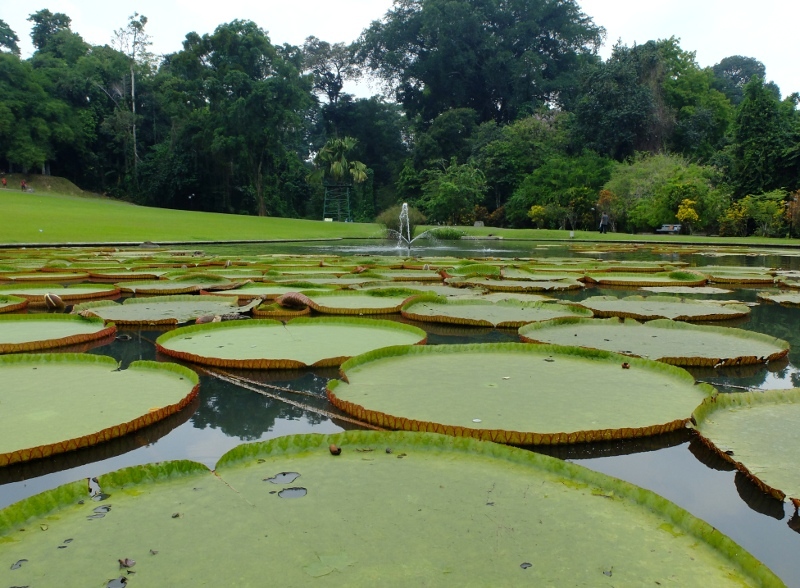 Wah! Ada Teratai Raksasa dari Amazon di Kebun Raya Bogor