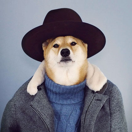 Foto: 10 Anjing Menggemaskan yang Terpopuler di Instagram - 3