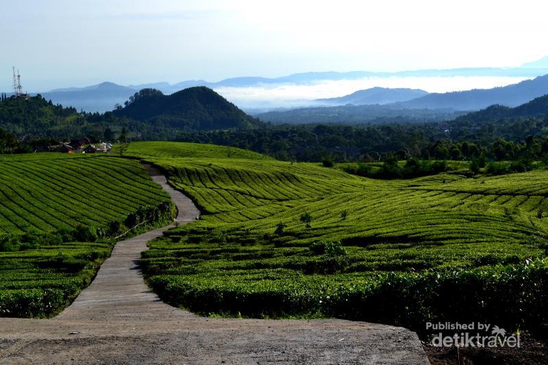 Hasil gambar untuk perkebunan teh ciater