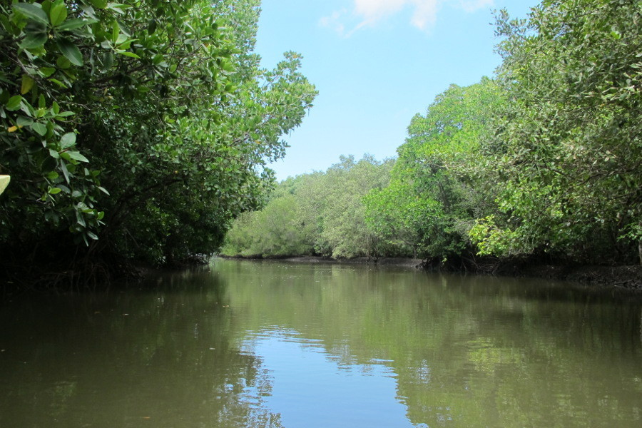  Pemandangan Sungai  Amazon Ala Banyuwangi dan Papua