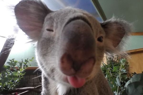  Koala  Selfie Sambil Kedip Mata Lucu  Banget 