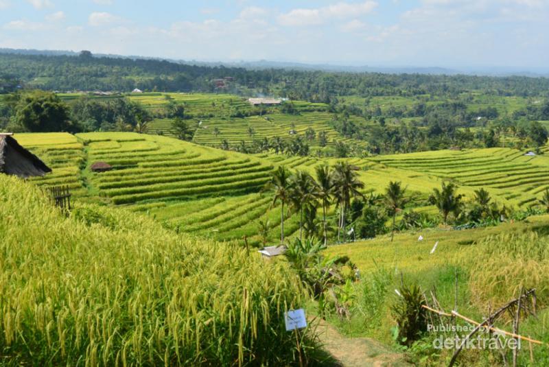 Melihat Teras Sawah Warisan Dunia di Jatiluwih Bali 2