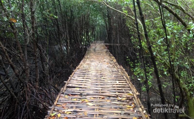 Liburan Panjang di Indramayu, Ada Mangrove Karangsong - 5