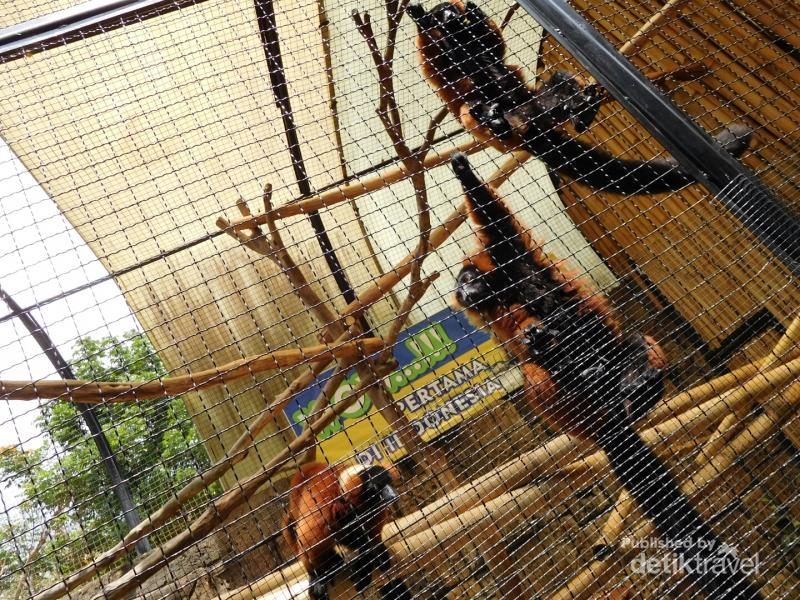 Lebih Dekat dengan Aneka Satwa di Batu Secret Zoo