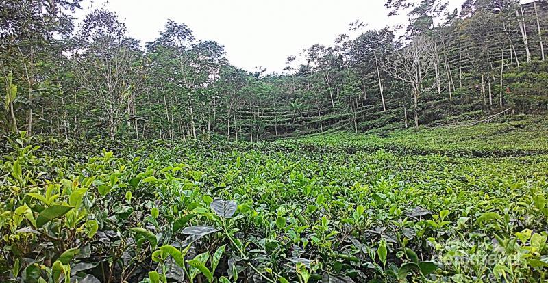 Yogyakarta Punya Pesona Kebun Teh Nglingo Kulonprogo - 3